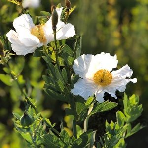 Meet your Posher, Alma